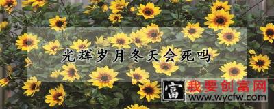 光辉岁月冬天会死吗