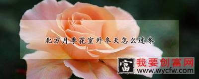 北方月季花室外冬天怎么过冬