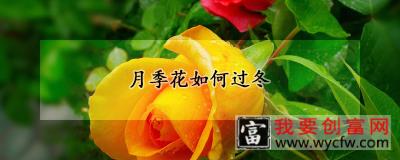 月季花如何过冬