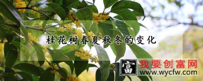 桂花树春夏秋冬的变化