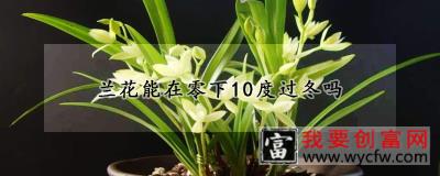 兰花能在零下10度过冬吗