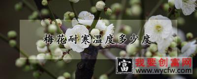 梅花耐寒温度多少度