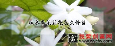 秋冬季茉莉花怎么修剪