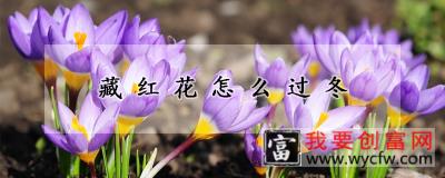 藏红花怎么过冬