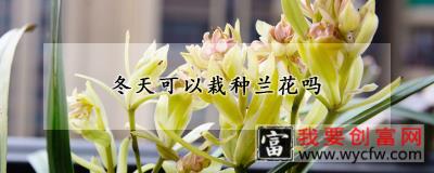 冬天可以栽种兰花吗