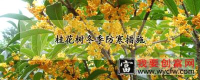 桂花树冬季防寒措施