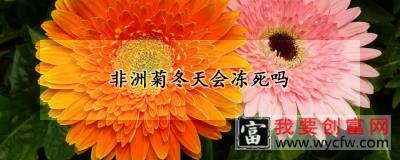 非洲菊冬天会冻死吗