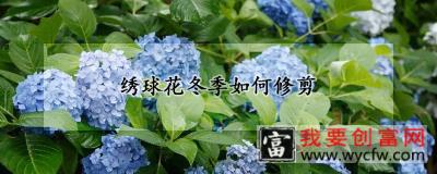 绣球花冬季如何修剪