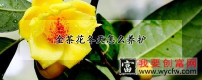 金茶花冬天怎么养护