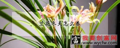 兰花冬天怎么养