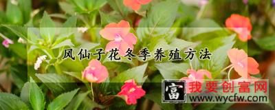 风仙子花冬季养殖方法