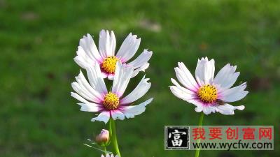 波斯菊一年四季都可以播种吗