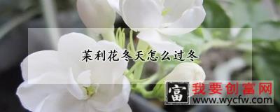 苿利花冬天怎么过冬