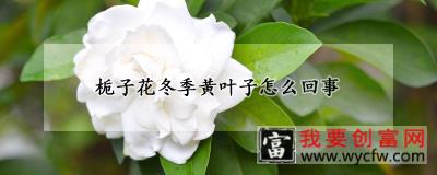 栀子花冬季黄叶子怎么回事