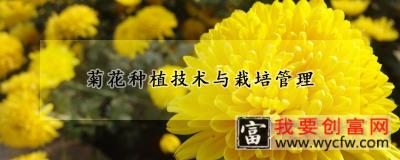 菊花<a href=https://www.wycfw.com/e/tags/?tagid=130 target=_blank class=infotextkey>种植技术</a>与栽培管理