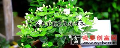 盆栽茉莉花怎样过冬