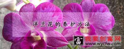 洋兰花的养护方法