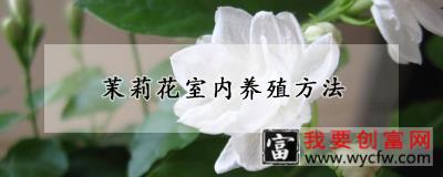 茉莉花室内养殖方法