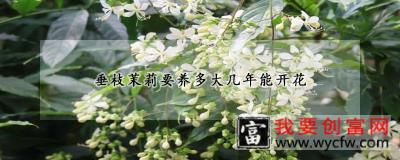 垂枝茉莉要养多大几年能开花