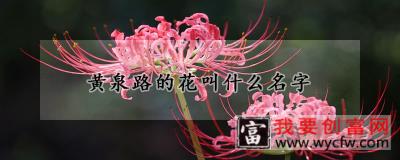 黄泉路的花叫什么名字