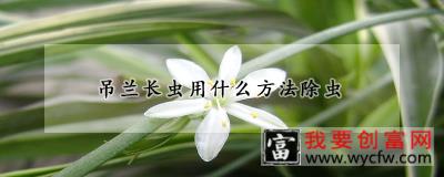 吊兰长虫用什么方法除虫