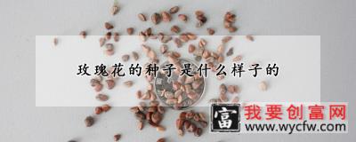 玫瑰花的种子是什么样子的