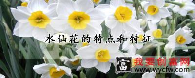 水仙花的特点和特征