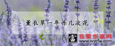 薰衣草一年开几次花