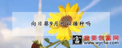 向日葵9月可以播种吗