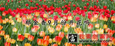 郁金香9月份开花吗