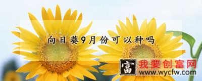 向日葵9月份可以种吗