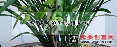 兰花9月份可以换盆吗