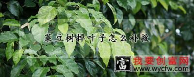 菜豆树掉叶子怎么补救