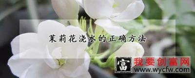 茉莉花浇水的正确方法