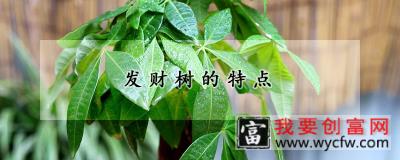 发财树的特点