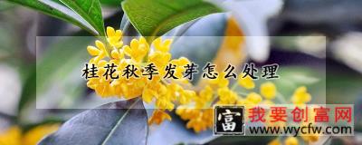 桂花秋季发芽怎么处理