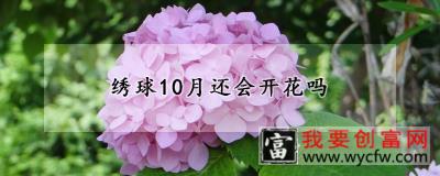 绣球10月还会开花吗