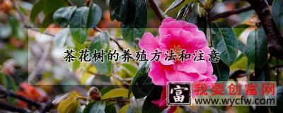 茶花树的养殖方法和注意