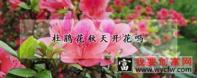 杜鹃花秋天开花吗