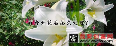 百合开花后怎么处理？