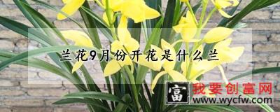 兰花9月份开花是什么兰