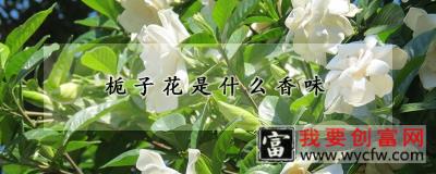 栀子花是什么香味