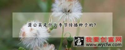 蒲公英是什么季节传播种子的？