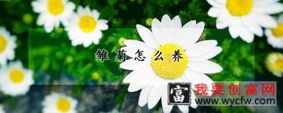 雏菊怎么养