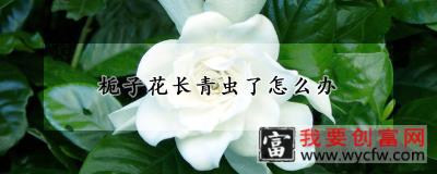 栀子花长青虫了怎么办