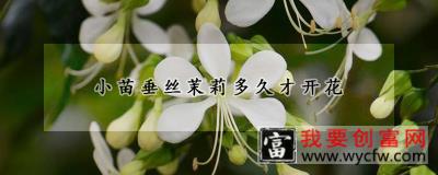 小苗垂丝茉莉多久才开花