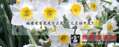 福建省省花是什么花?它几月份开花?