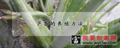 芦荟的养殖方法