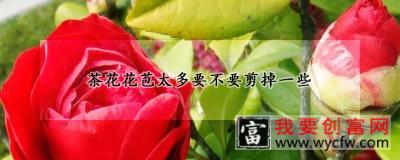 茶花花苞太多要不要剪掉一些