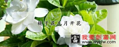 栀子花几月开花